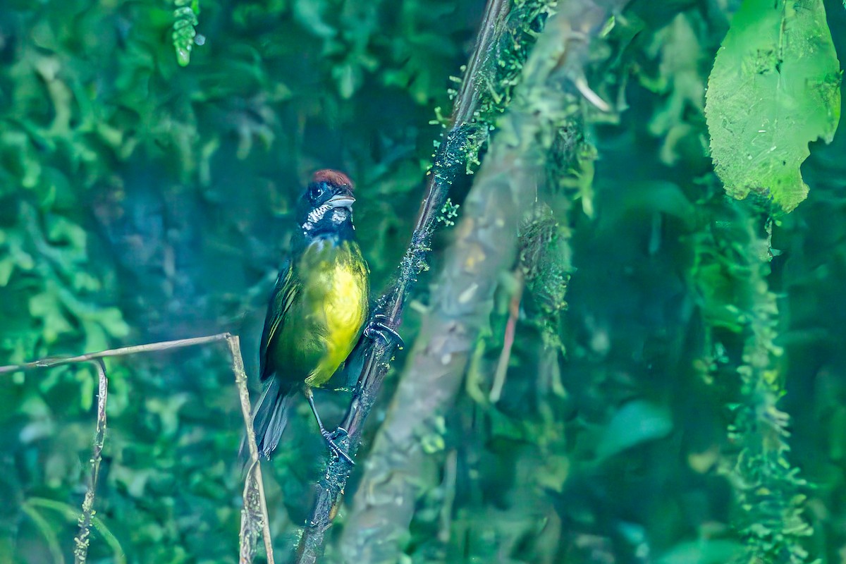 Sooty-faced Finch - ML622727822