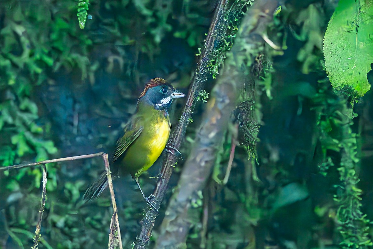 Sooty-faced Finch - ML622727823