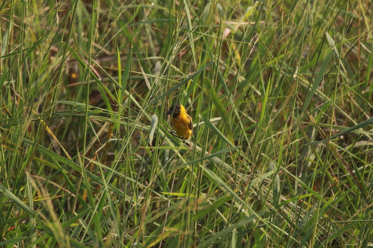 Black-headed Weaver - ML622727854