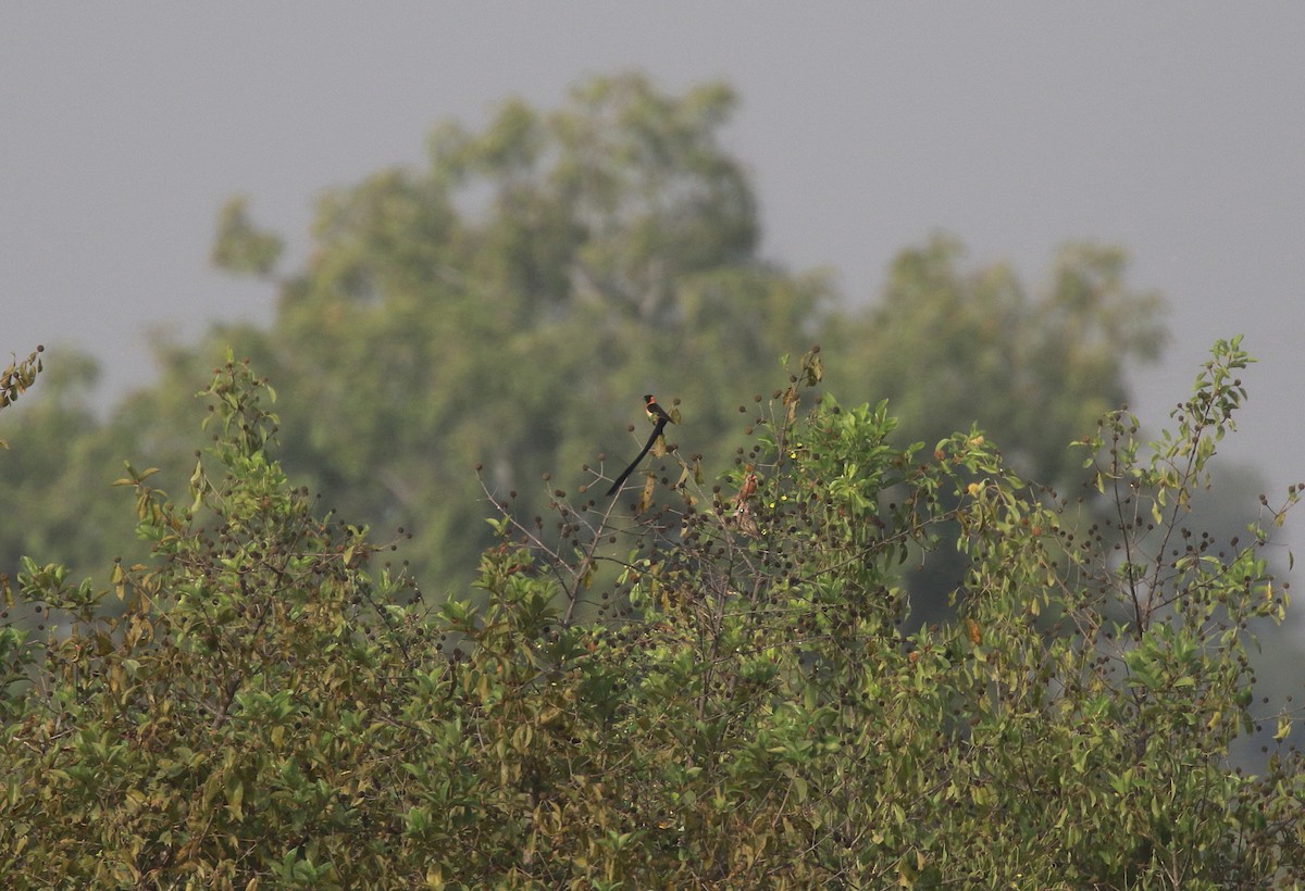 Exclamatory Paradise-Whydah - Neil Osborne