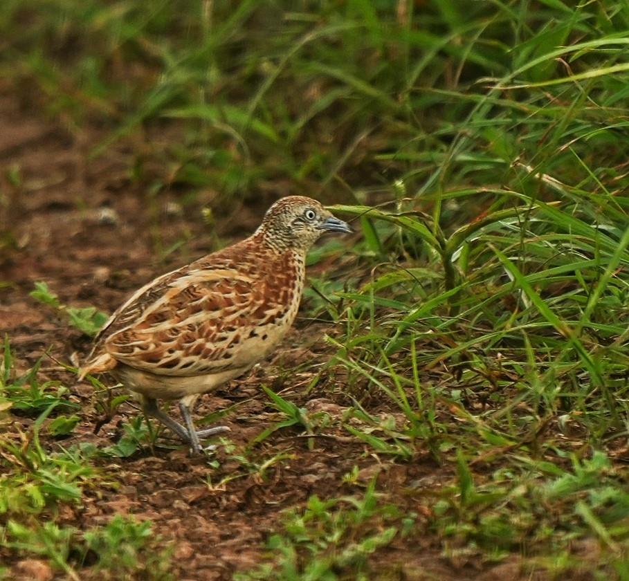 Small Buttonquail - Dilip Savalia