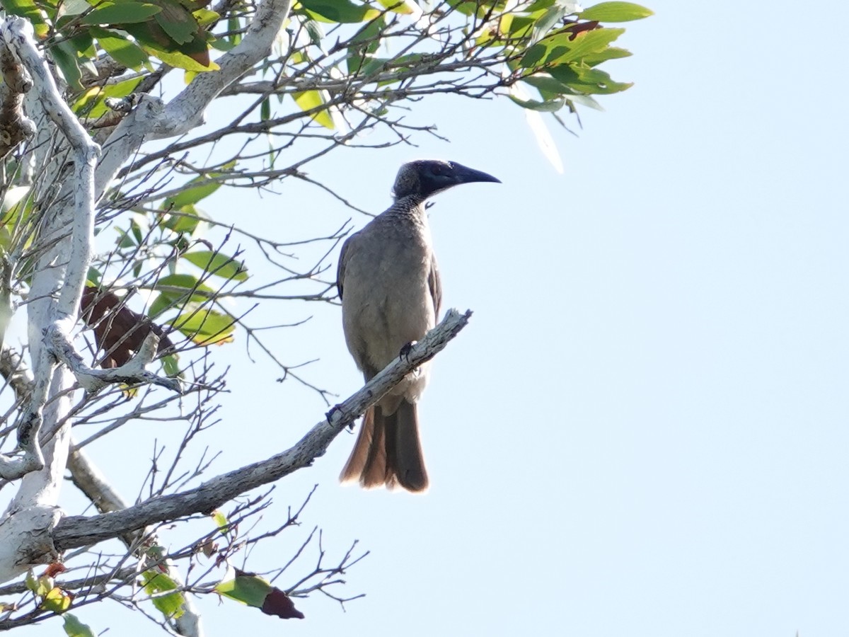 Helmeted Friarbird (Hornbill) - ML622727934