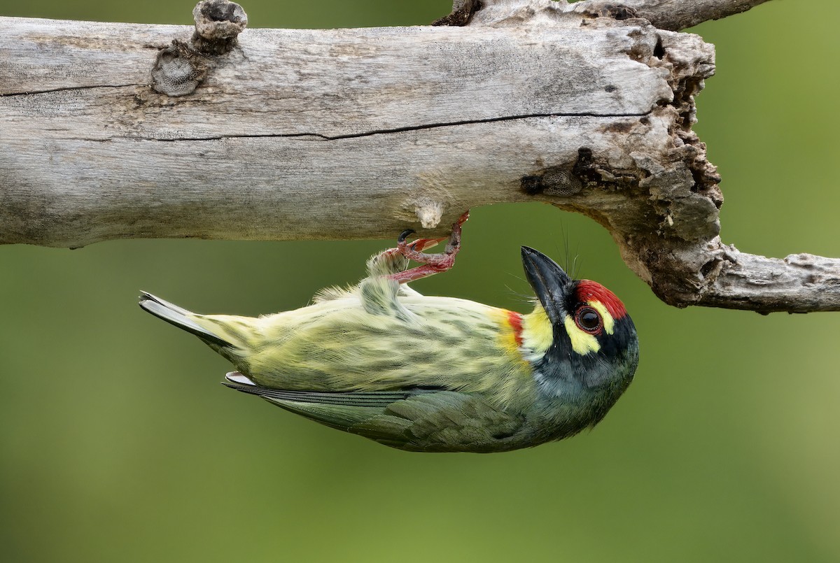 Coppersmith Barbet - John Russell