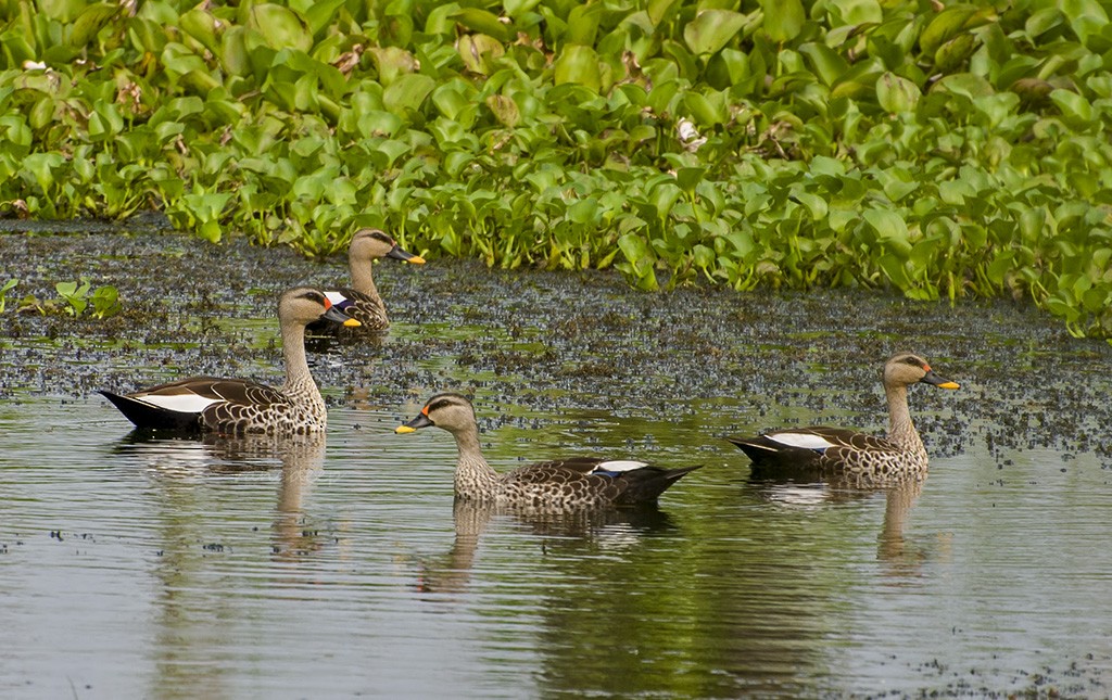 Indian Spot-billed Duck - ML622728128