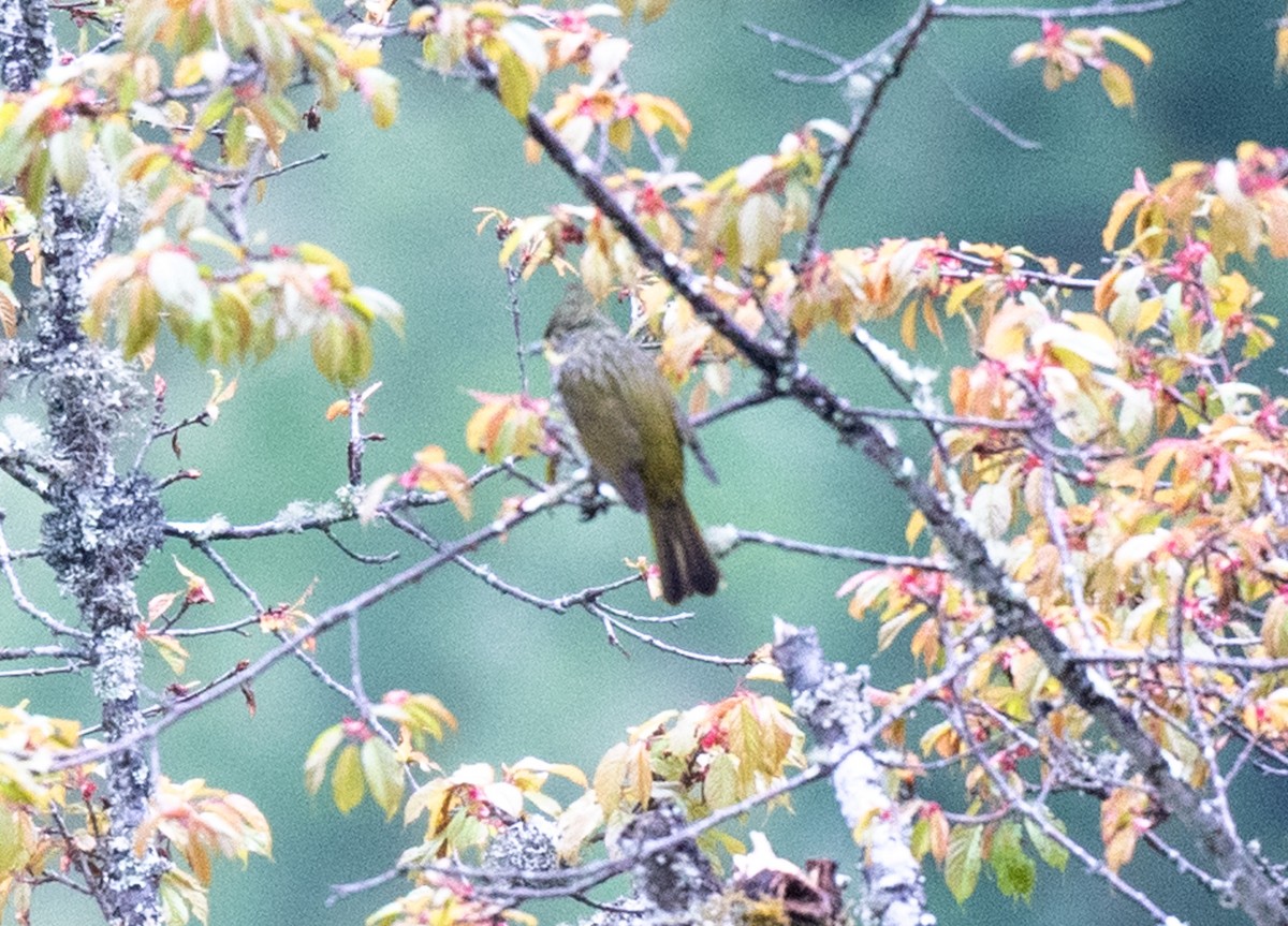 Striated Bulbul - ML622728130