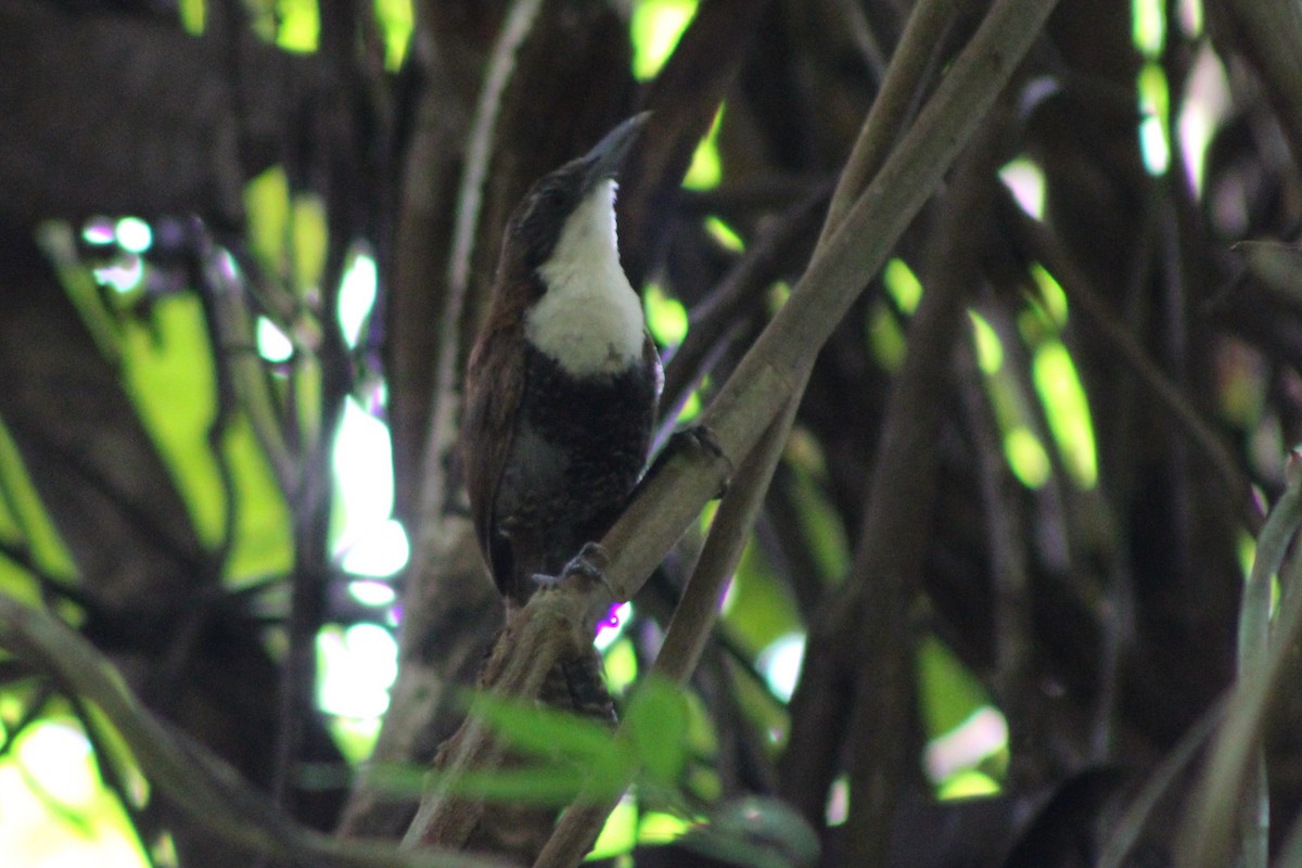 Black-bellied Wren - Tommy DeBardeleben