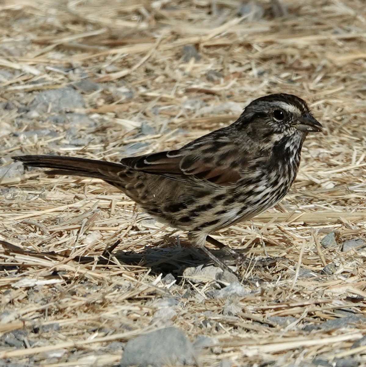 Song Sparrow - ML622728221