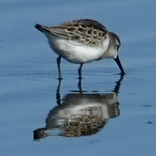 Western Sandpiper - ML622728249