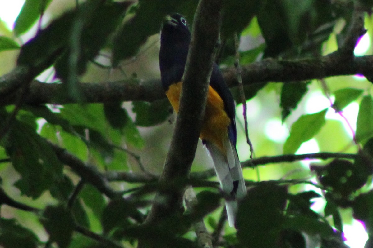 Ak Kuyruklu Trogon - ML622728258