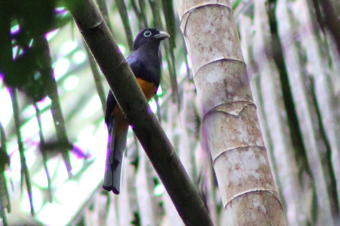 Ak Kuyruklu Trogon - ML622728259