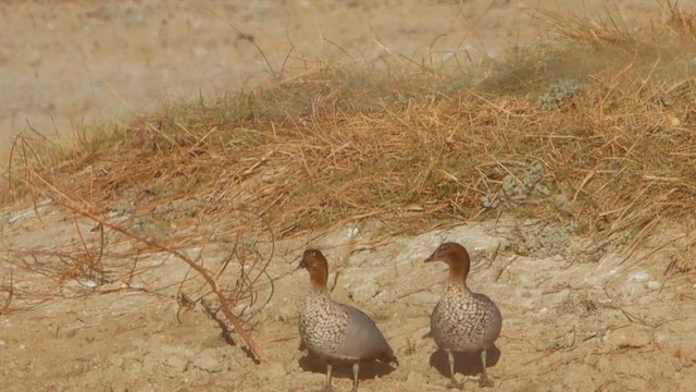 Maned Duck - ML622728275
