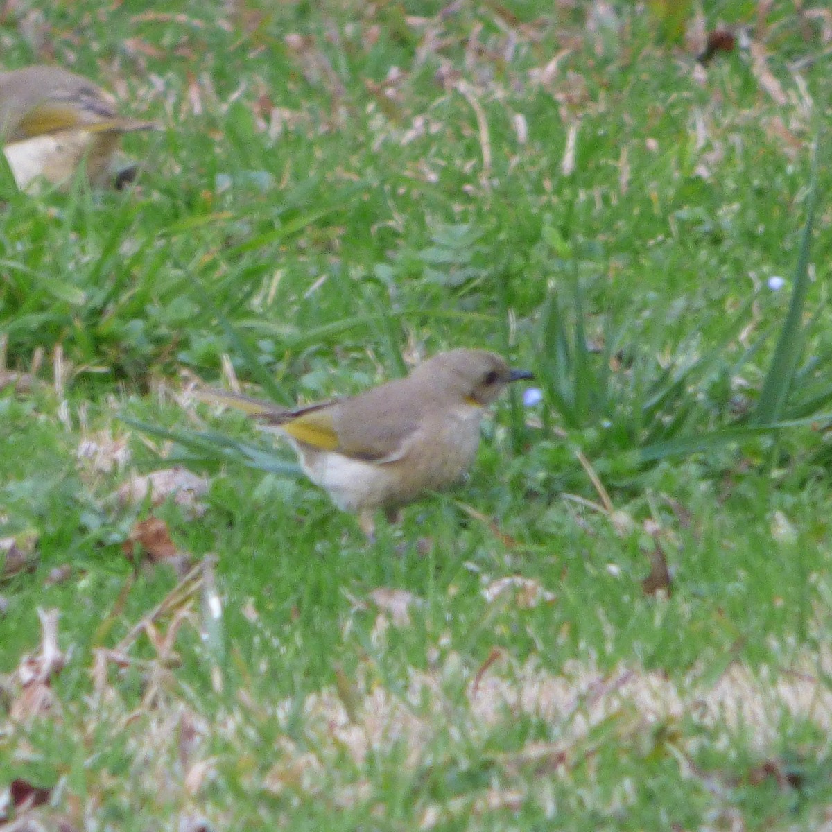 Fuscous Honeyeater - ML622728316