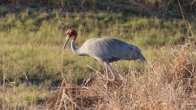 Grulla Sarus - ML622728495