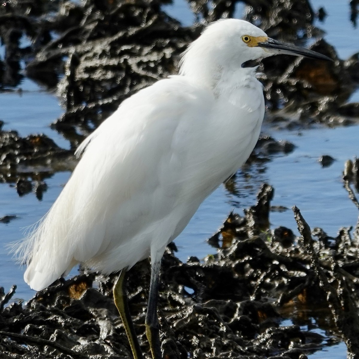 Snowy Egret - Jolene Cortright