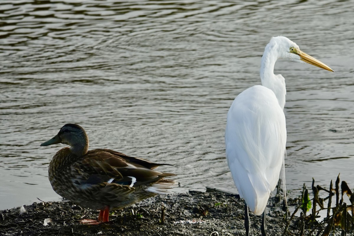 Grande Aigrette - ML622728545