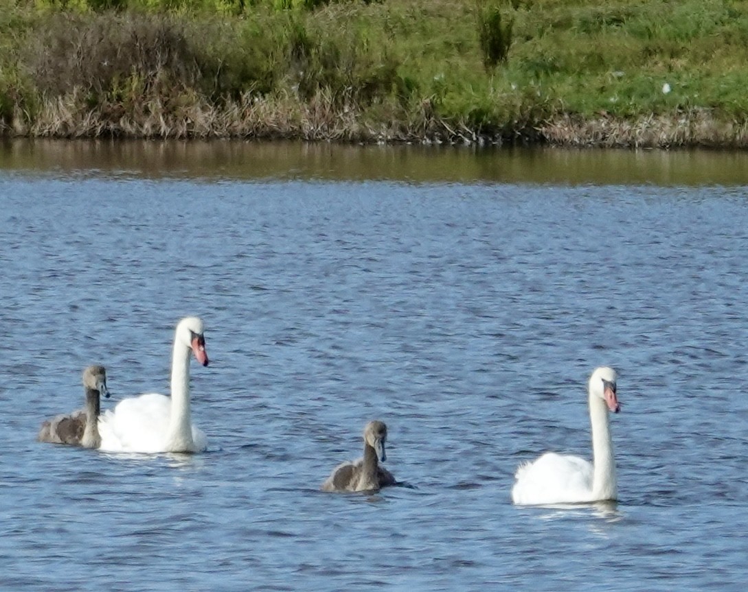 Cygne tuberculé - ML622728610