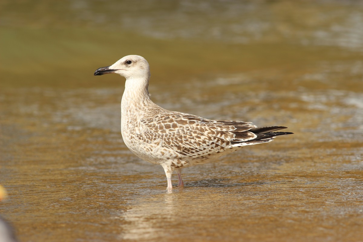 Caspian Gull - ML622728667