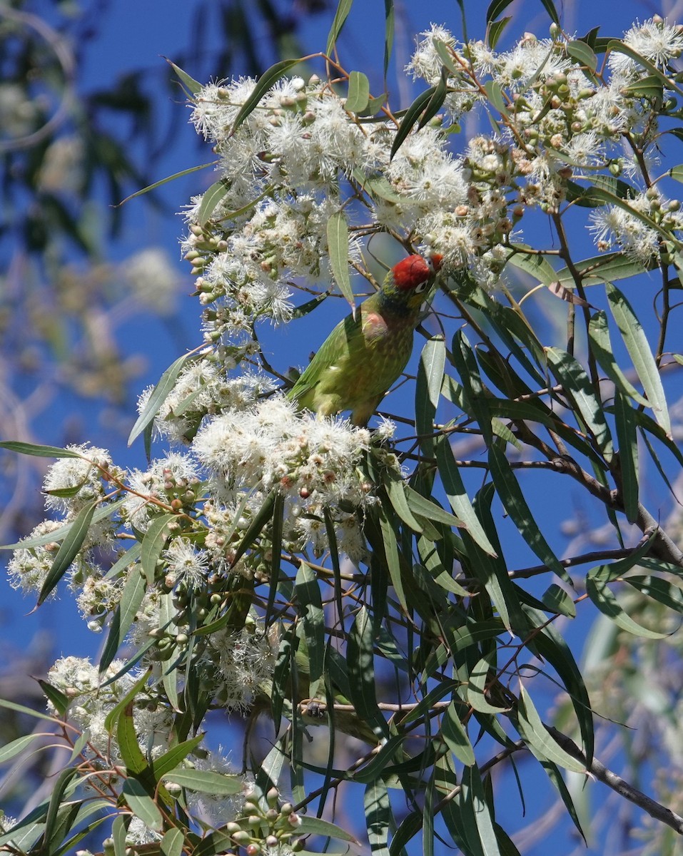 Varied Lorikeet - ML622728670