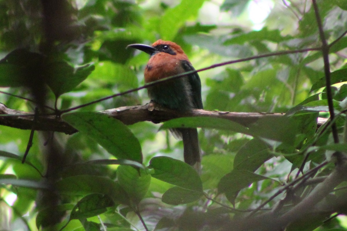 Broad-billed Motmot (Broad-billed) - ML622728697