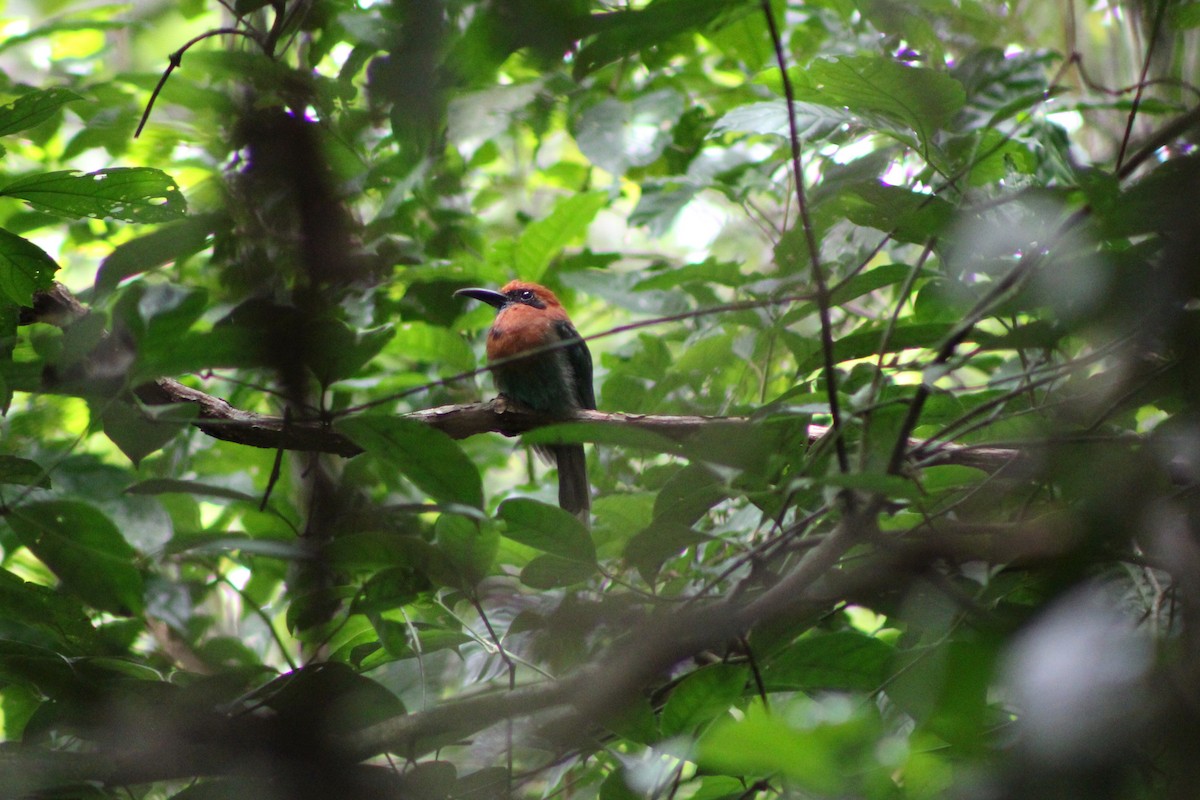 Broad-billed Motmot (Broad-billed) - Tommy DeBardeleben