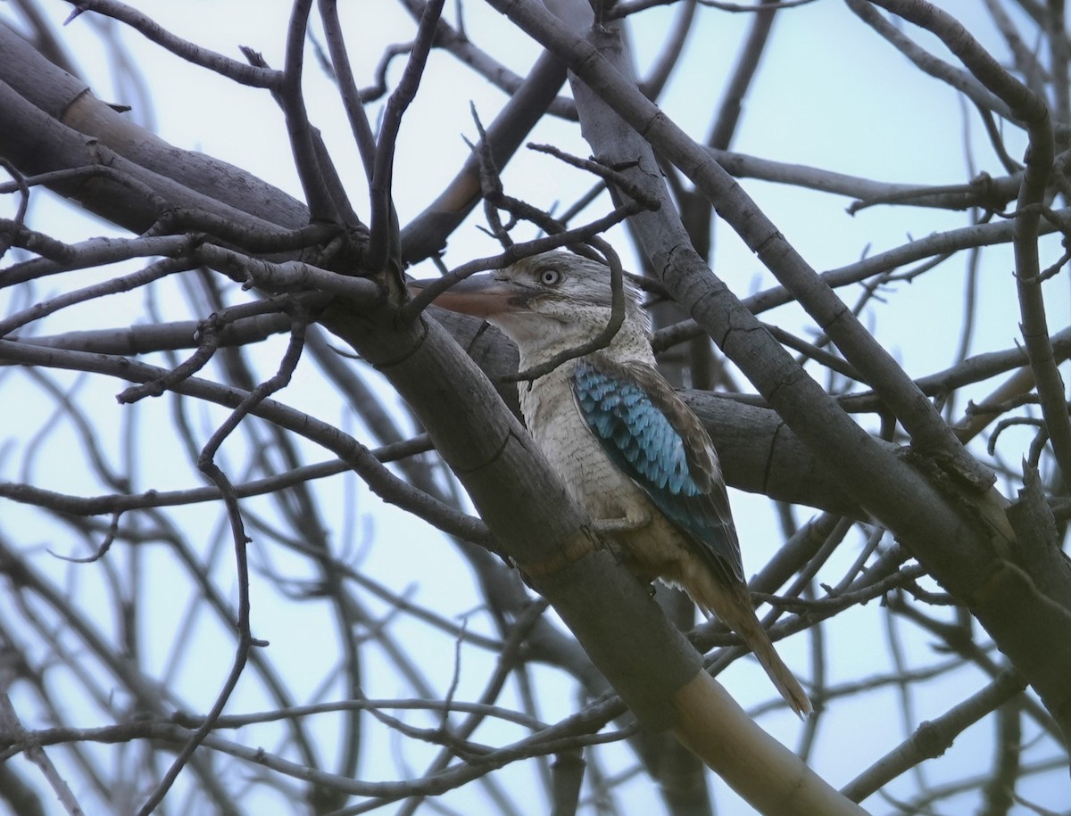 Blue-winged Kookaburra - ML622728740