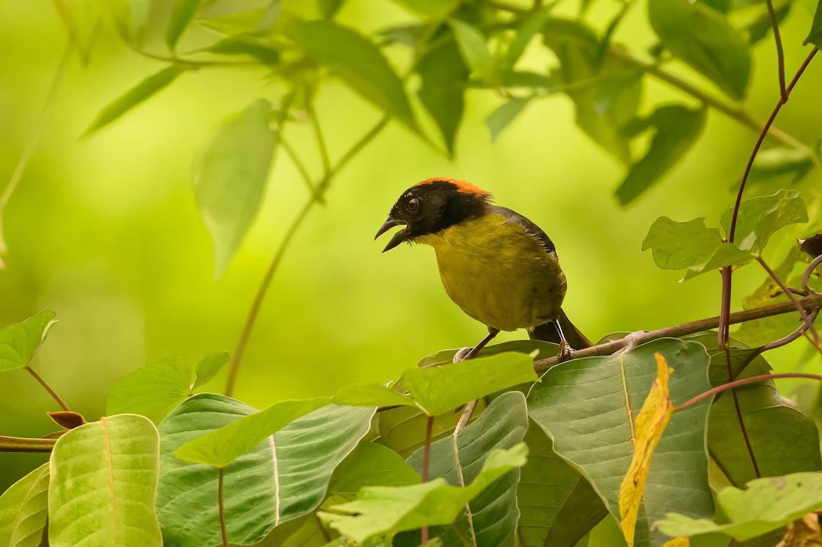 Yellow-breasted Brushfinch - ML622728761