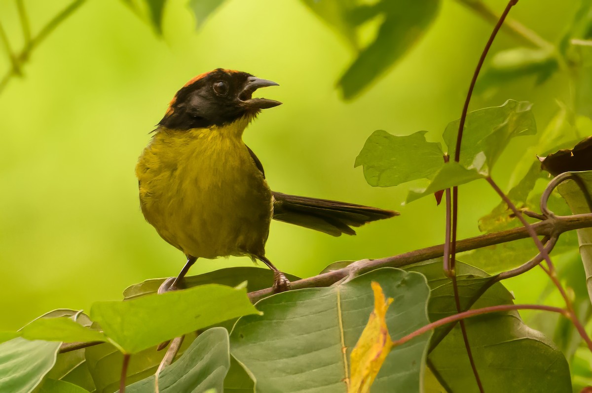 Yellow-breasted Brushfinch - ML622728763