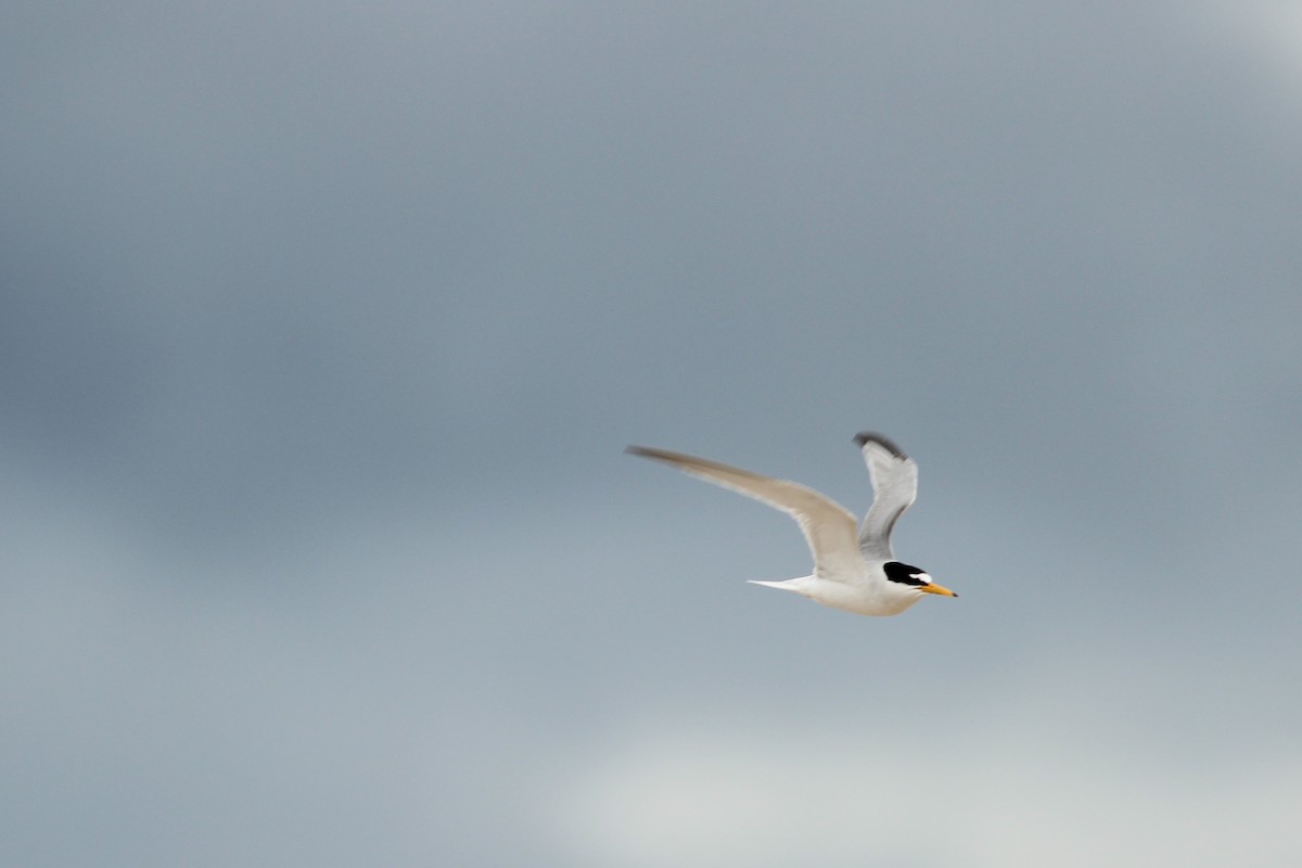 Little Tern - ML622728768