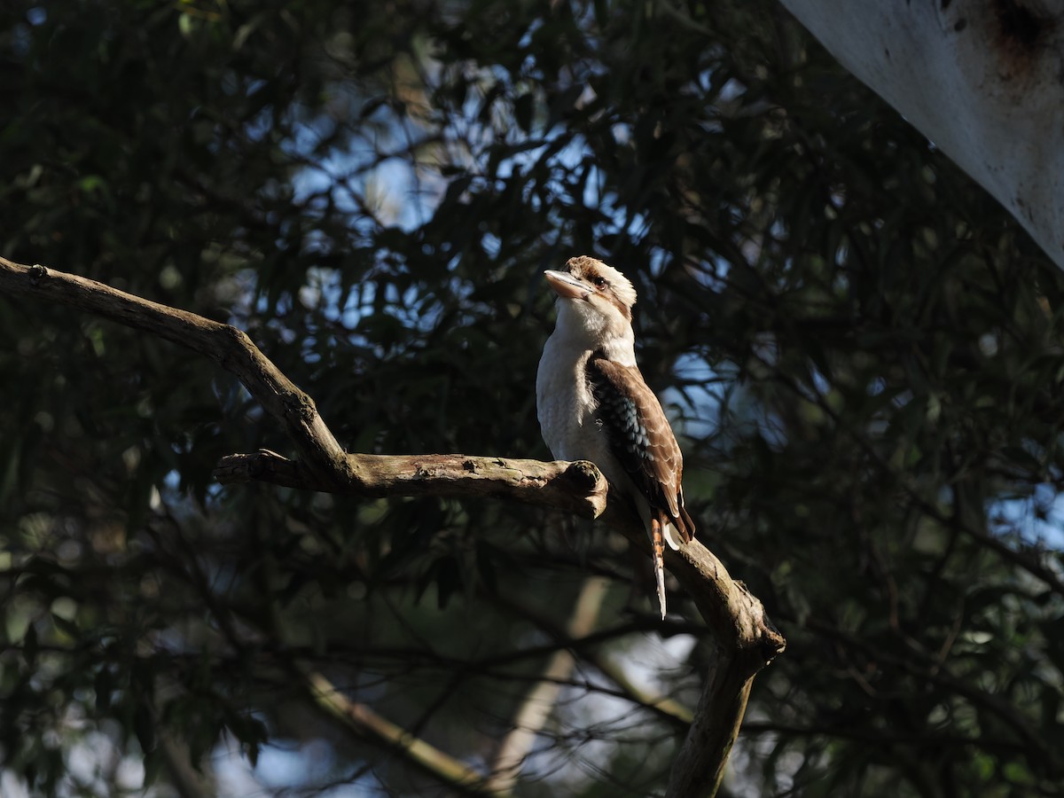 Laughing Kookaburra - Scott (瑞興) LIN(林)