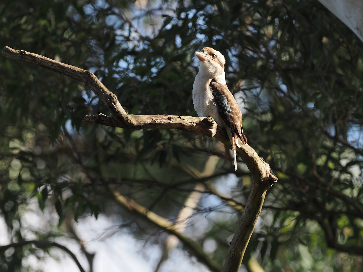 Laughing Kookaburra - ML622728795