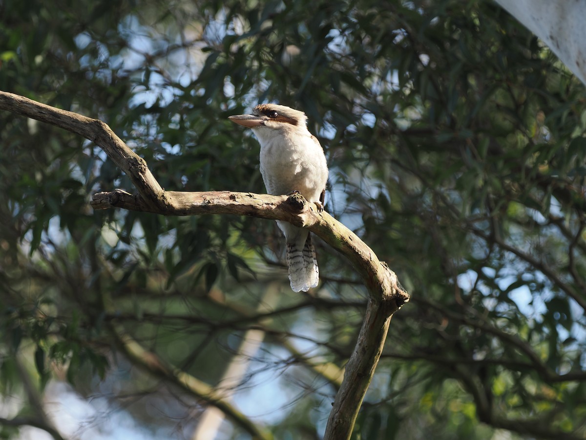 Laughing Kookaburra - ML622728796