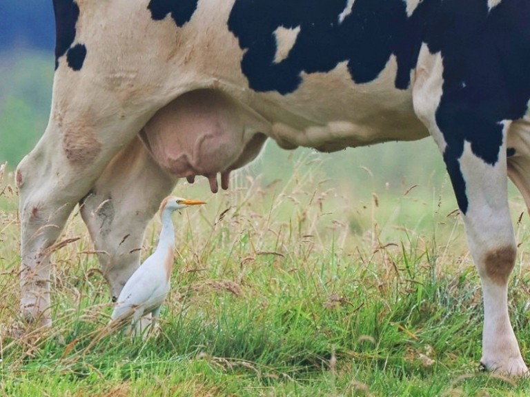 Western Cattle Egret - Nico Bouwmans