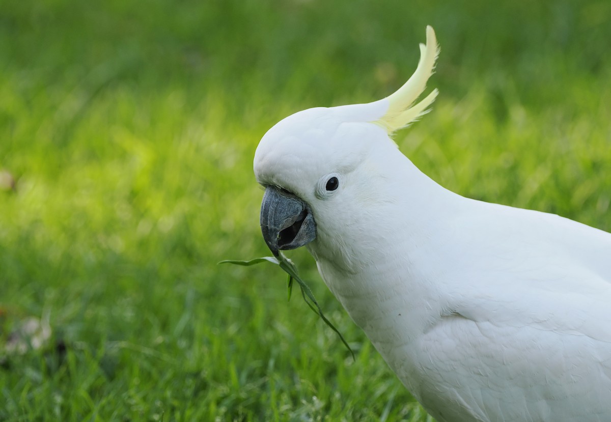 Sulphur-crested Cockatoo - ML622728865