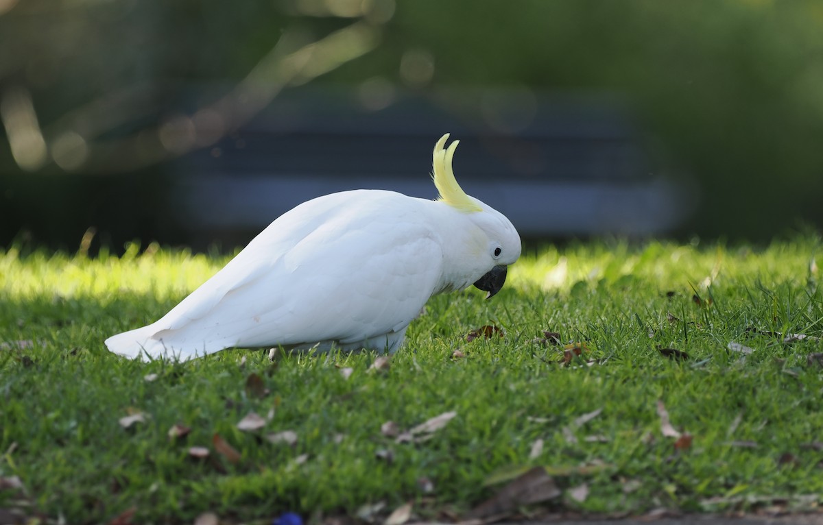 Sulphur-crested Cockatoo - ML622728866