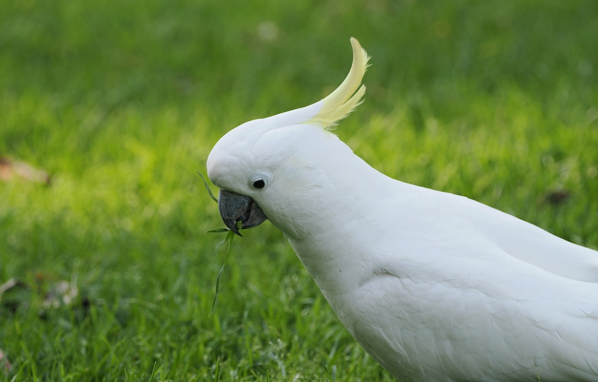 Sulphur-crested Cockatoo - ML622728867