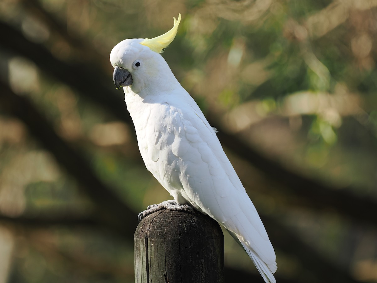 Sulphur-crested Cockatoo - ML622728868