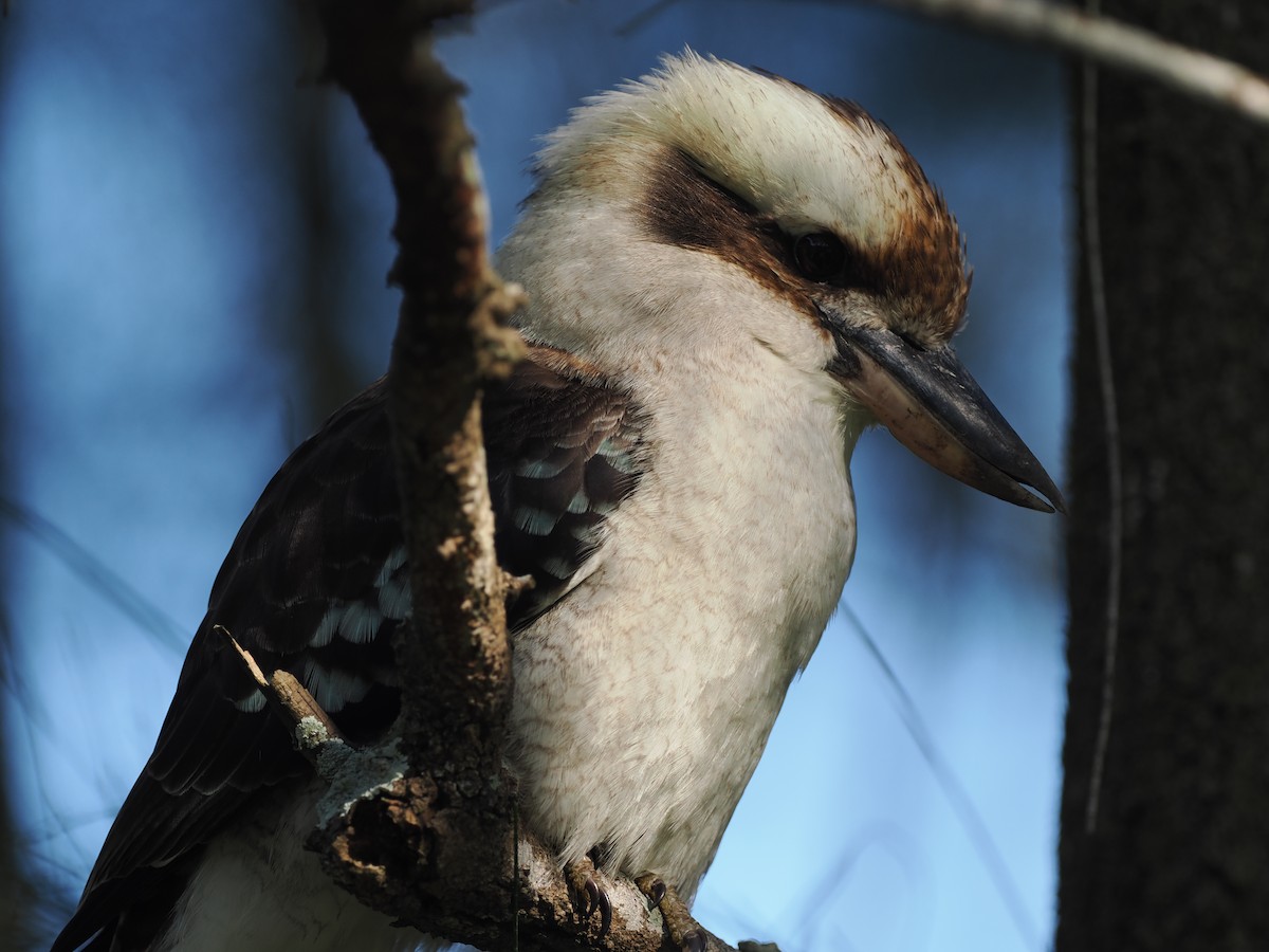 Laughing Kookaburra - ML622728878