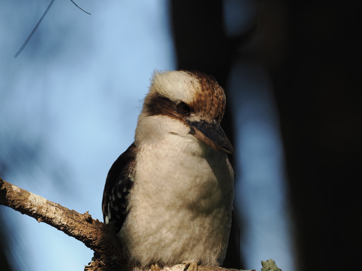 Laughing Kookaburra - ML622728879