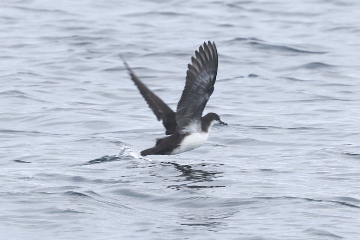 Galapagos Shearwater - ML622728908