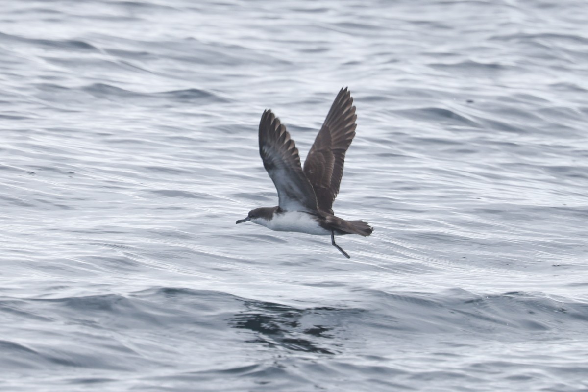 Galapagos Shearwater - ML622728910