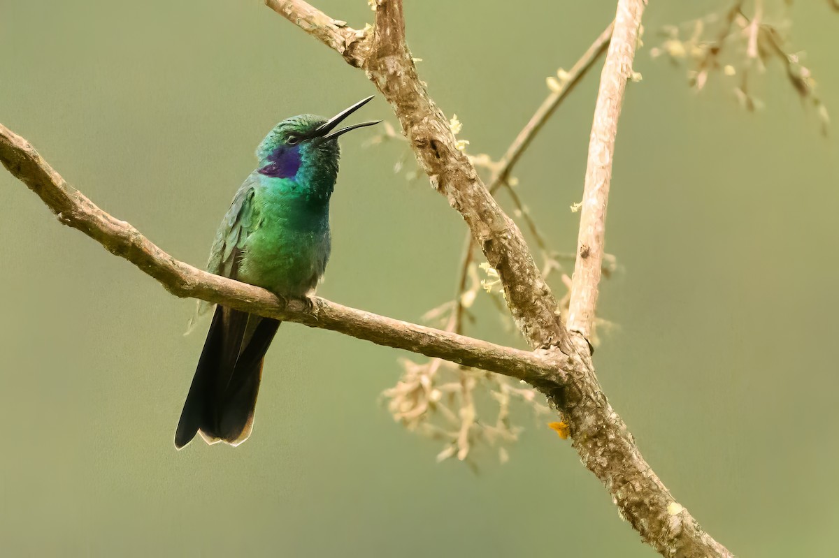 Lesser Violetear - ML622728944