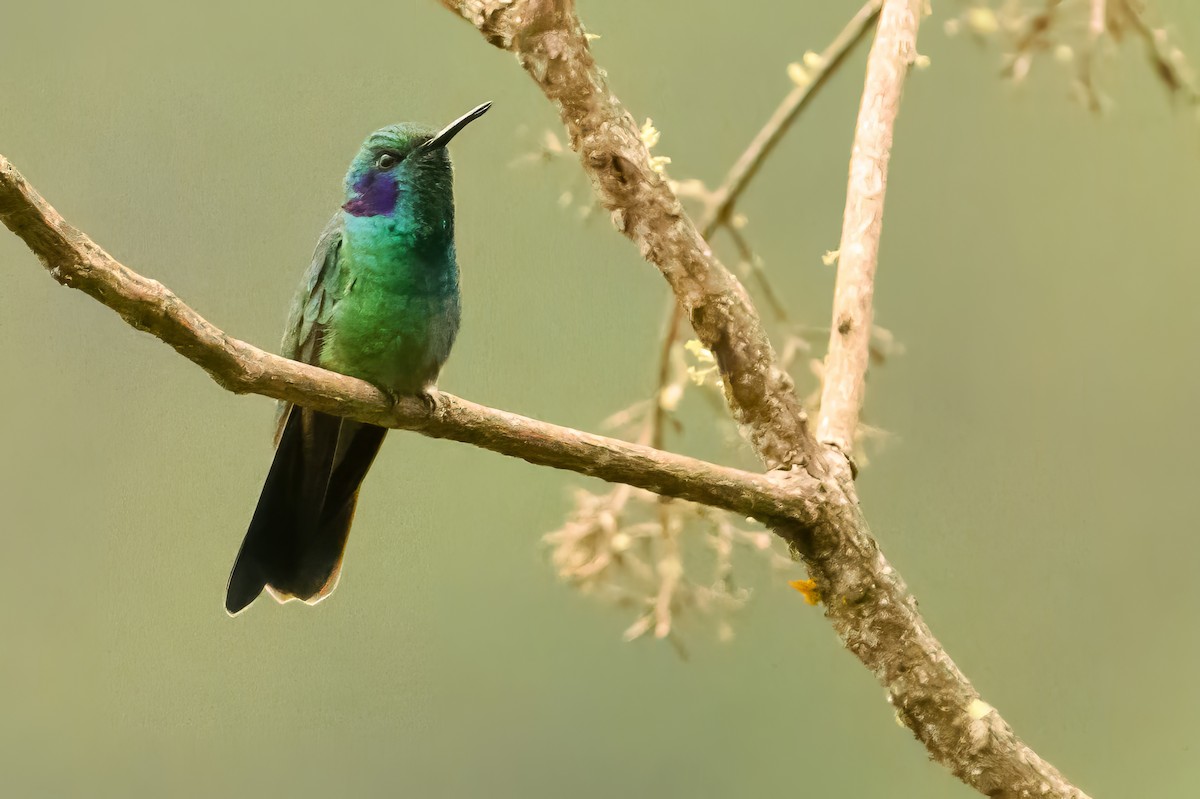 Lesser Violetear - ML622728946