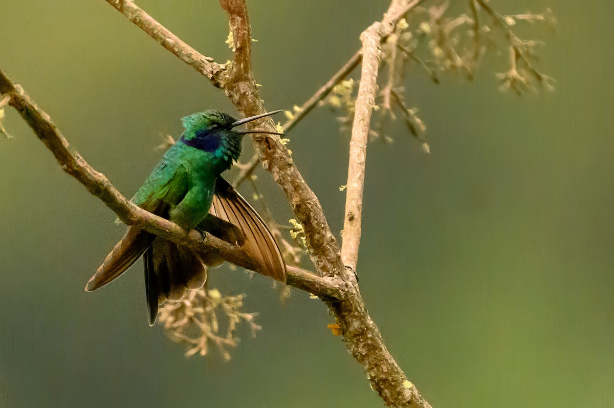 Lesser Violetear - ML622728949