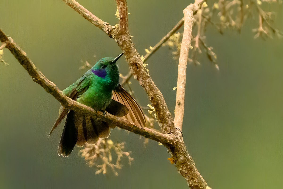 Lesser Violetear - ML622728950