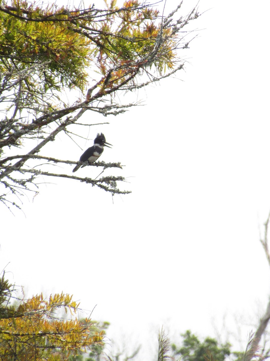 Belted Kingfisher - ML622728968