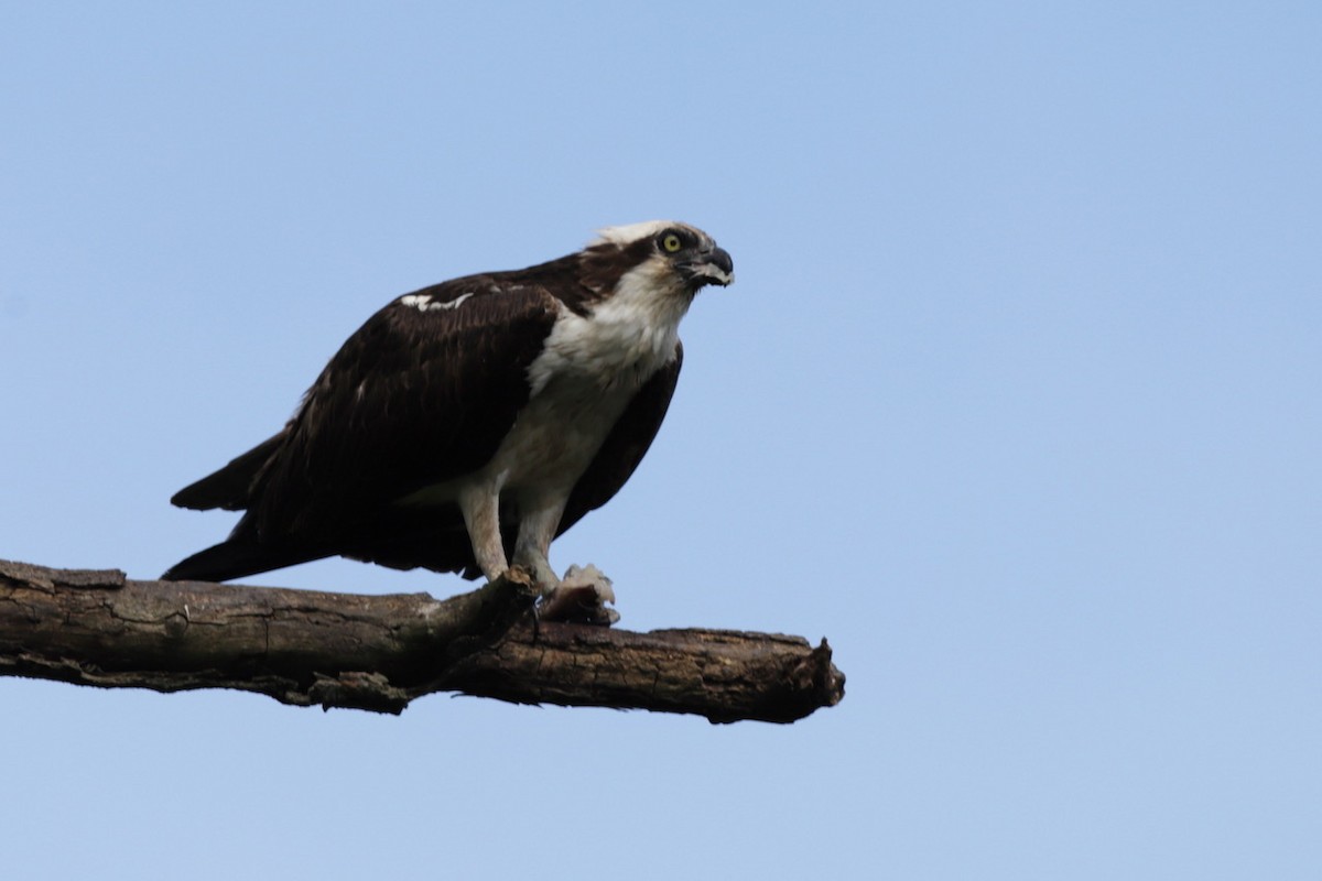 Águila Pescadora - ML622728986