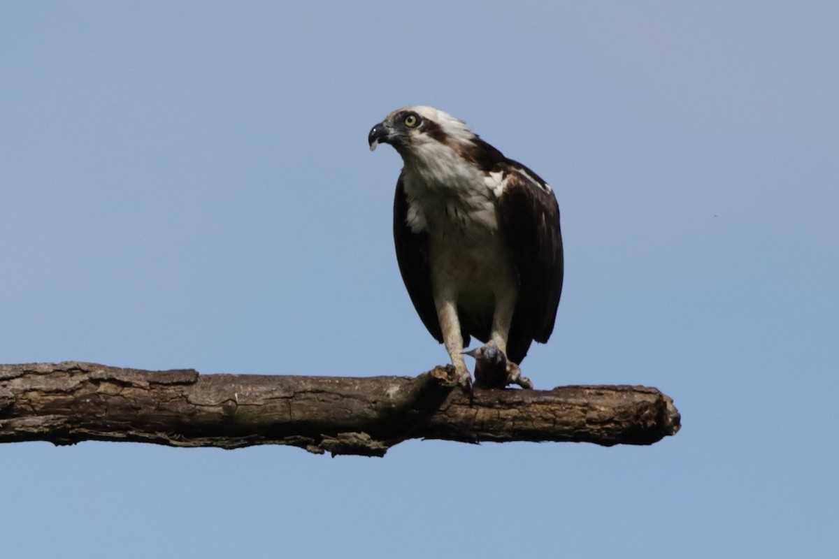 Águila Pescadora - ML622728987