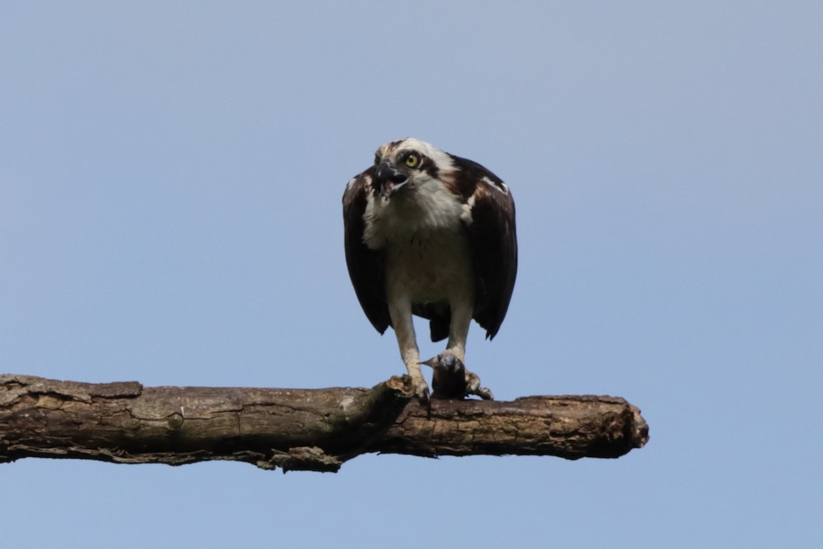 Águila Pescadora - ML622728988