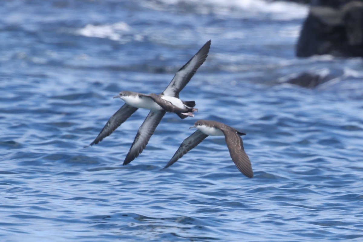 Galapagos Shearwater - Ian Thompson