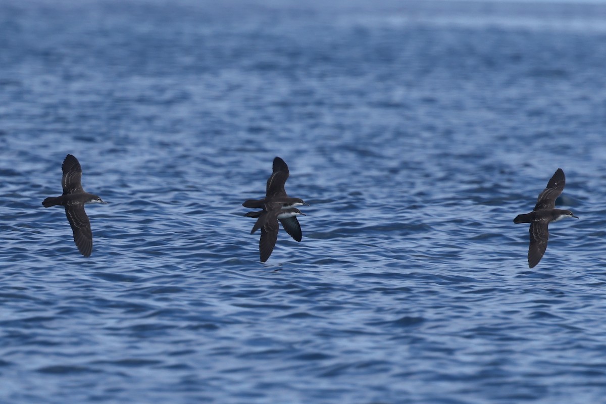 Galapagos Shearwater - ML622728999